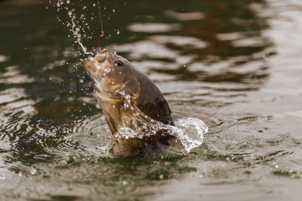 An angler catches a fish